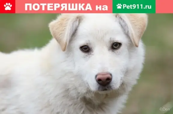 Найдена собака Снежа ищет дом в Москве и МО!