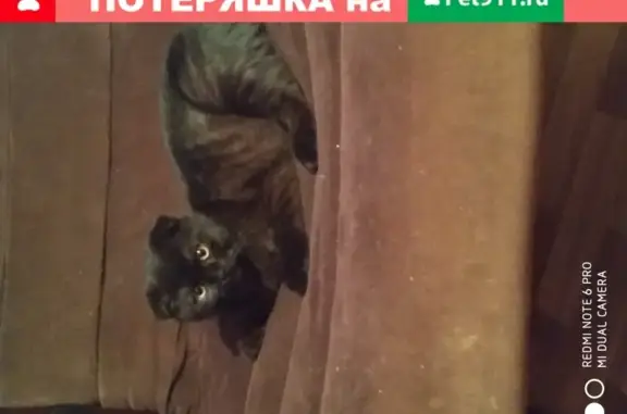 Пропал котенок Шуня в Чертаново, Москва