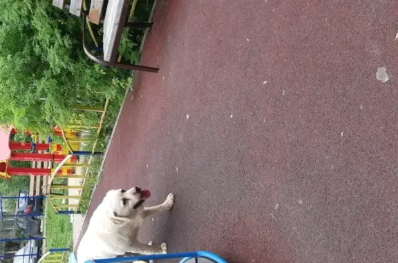 Собака Лабрадор без ошейника в Истринском районе.