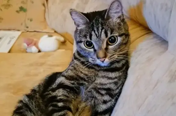 Кошки потеряшки, , фото: Потеряшка кошка Тиграша в Мыски.