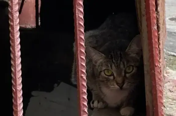 Найдена кошка около ст.м. Первомайская в Москве!