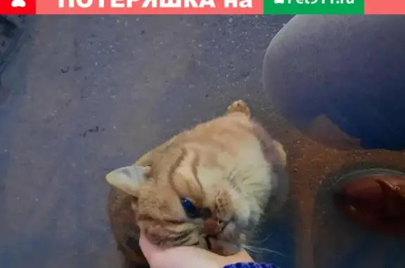 Найдена кошка в Иркутске на дороге
