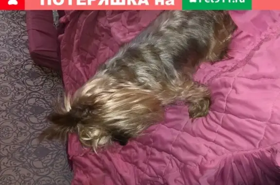 Собака найдена в Москве, клеймо неизвестно