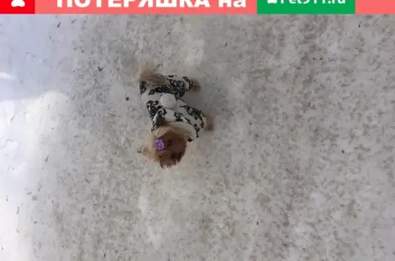 Пропала собака «Ника» в Новосибирске