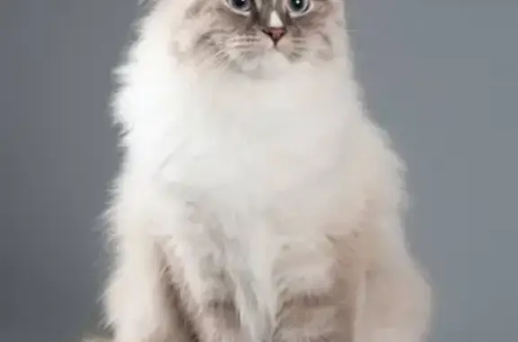 Кошки потеряшки, Ярославль, фото: Потеряшка кошка на Волгоградской, Ярославль - помогите!