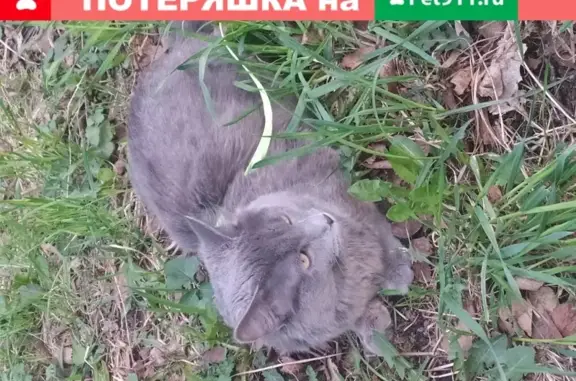 Пропала кошка Кот Серый в Москве