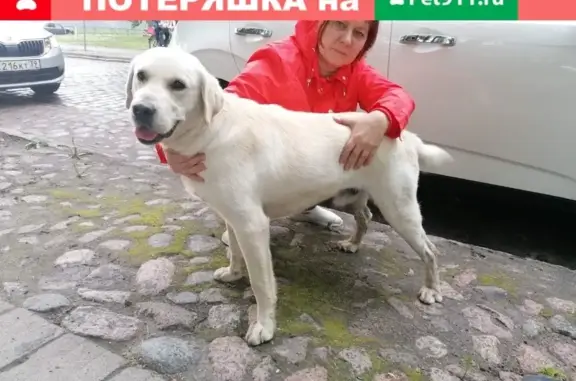 Найденные животные Калининград, фото: Найден молодой лабрадор в Гусевском районе, ищем хозяев!