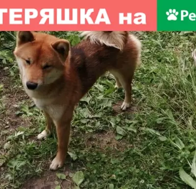 Пропала рыжая собака в Высокогорском районе, вознаграждение за наводку!