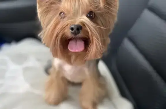 Собаки потеряшки, Санкт-Петербург, фото: Потеряшка собака Йоркширский терьер Эльза, Зеленогорское шоссе 3.