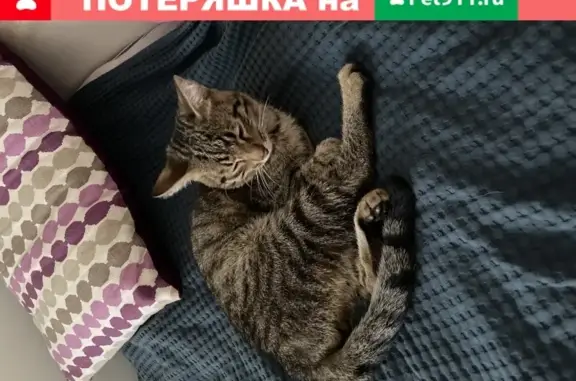 Пропала кошка Кот в Казани, 39-й квартал