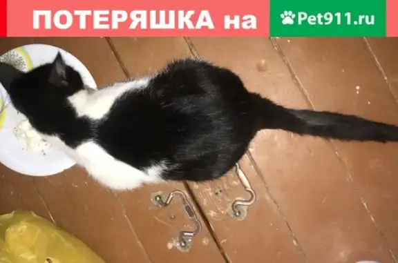 Пропала черно-белая кошка на ул. Ленина, Истра
