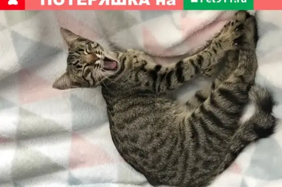 Найдена кошка в СНТ «Чайка», Тюмень