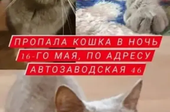 Пропала домашняя Русская голубая кошка в Ульяновске