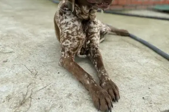 Собака породы курцхаар найдена в хуторе Свободный, Краснодарский край