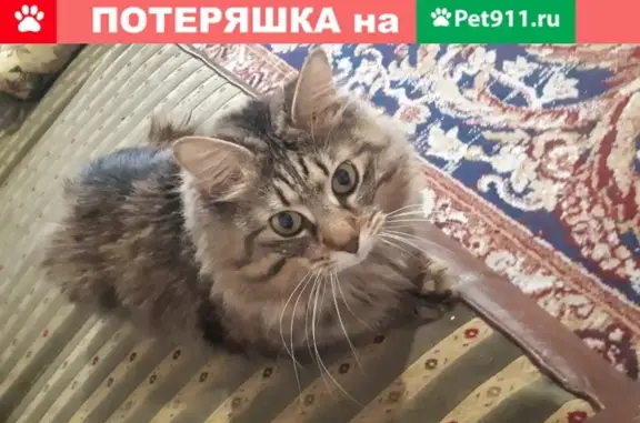 Пропала кошка с палевым окрасом и помпоном на хвосте, адрес: Женевский бульвар, д.10, Челябинск.