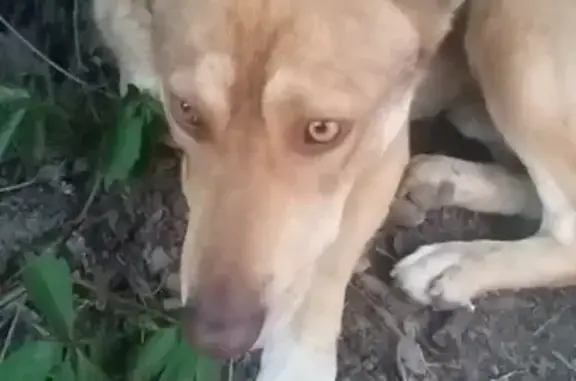 Найдена собака на пл. Ленина, Ростов-на-Дону