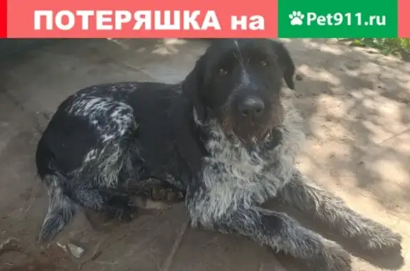 Собака найдена в Ройке, ул. Счастливая 91, Нижний Новгород.
