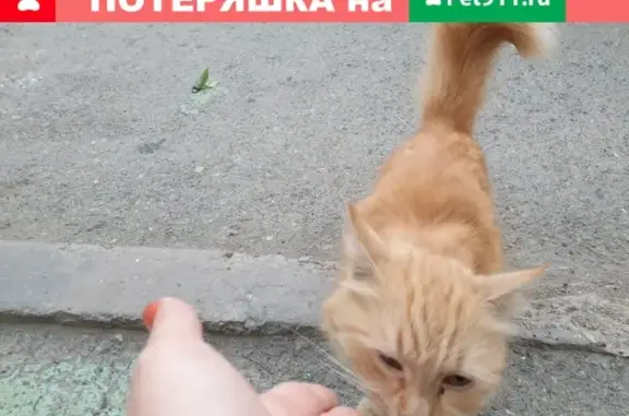 Найдена рыжая кошка на Сортировке