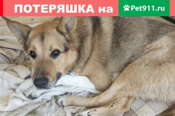 Найдена собака возле Марушкино на Боровском шоссе