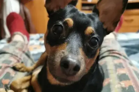 Собаки потеряшки, Тюмень, фото: Потеряшка собака Мальчик Рик в Тюмени