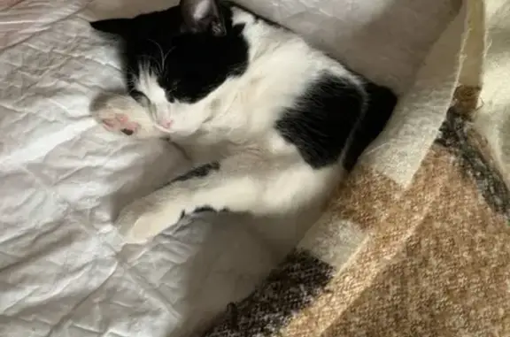 Пропала кошка Лиса во Владикавказе
