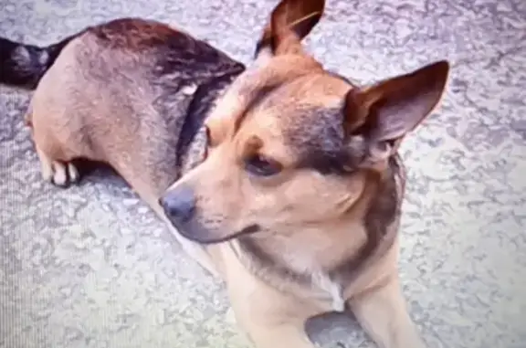 Пропала собака в Геленджике: рыжий мальчик, 9 лет, неручной