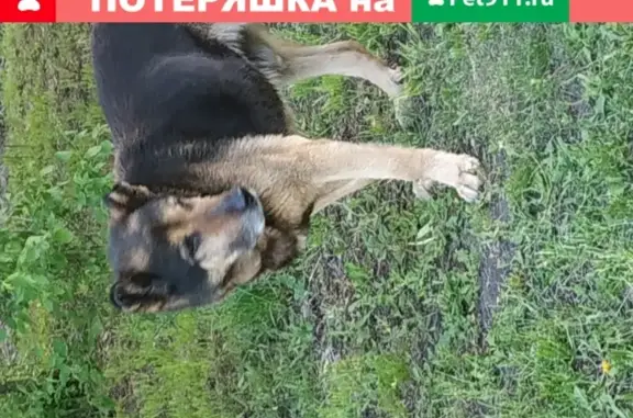 Найдена собака в Тамбове