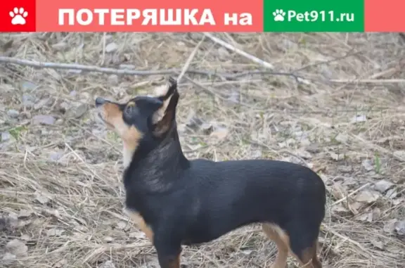 Собаки потеряшки, Томск, фото: Потеряшка собака Муха в Томске, поселок Родник, рядом с Геологами