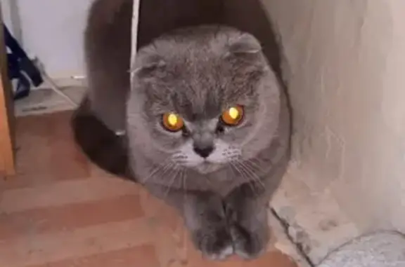 Найдена кошка на ступеньках в Ставрополе