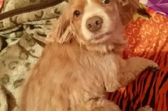 Собаки потеряшки, Ульяновск, фото: Потеряшка собака Джесси в Ульяновске