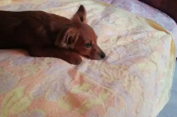 Собака Рыжая с большими ушами найдена в Ростове.