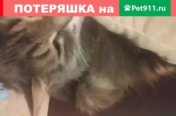 Кошки потеряшки, Казань, фото: Потеряшка кошка серого окраса в Казани