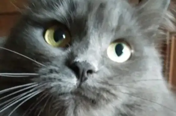 Пропала кошка Дуся в Подольске
