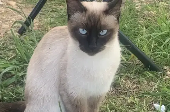 Сиамская кошка найдена в ДНП Дороховы дачи, Руза