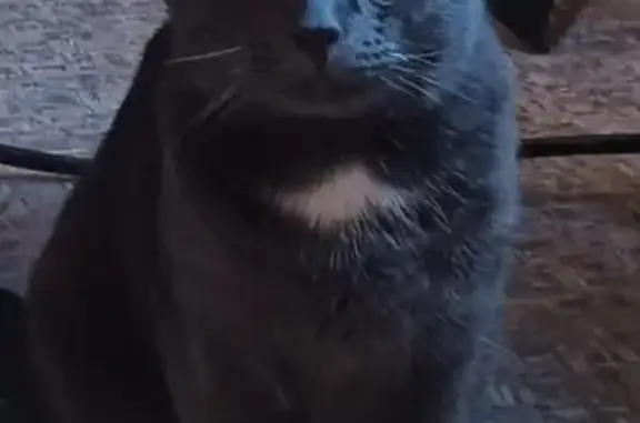 Кошки потеряшки, Санкт-Петербург, фото: Потеряшка кот в Санкт-Петербурге