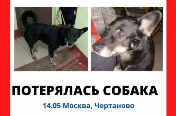 Пропал пёс Рекс без адресника в Москве