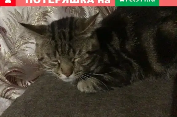 Найден домашний кот на Таганрогской улице