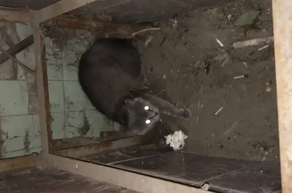 Найдена домашняя кошка на пр. Ленина