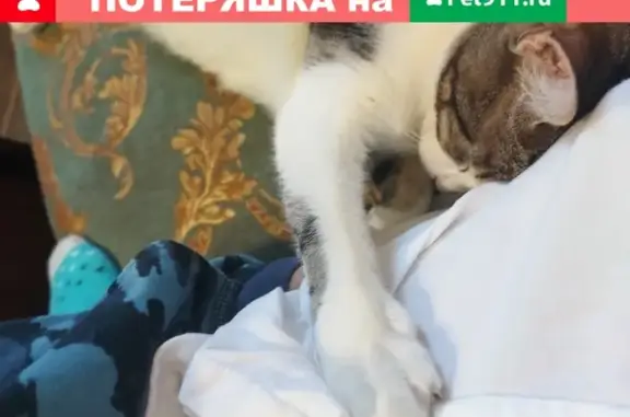 Кошки потеряшки, Санкт-Петербург, фото: Потеряшка кошка Чаки на Среднем проспекте Васильевского острова, дом 27.