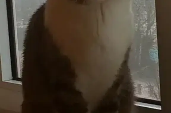 Объявления о пропавших и найденных животных, Саранск, фото: Пропала домашняя кошка Басик в Саранске.