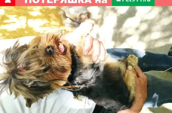 Найдена собака СНТ Шинник 3, Омский район