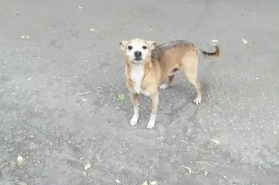 Собака без ошейника найдена на Карпинского 30 в Пензе
