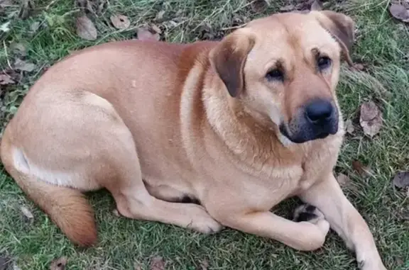 Пропала рыжая собака в районе Горного Щита