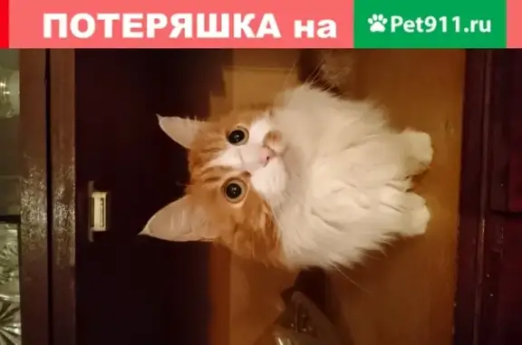 Кошки потеряшки, Иваново, фото: Потеряшка кошка Роня, Иваново, 24.05.