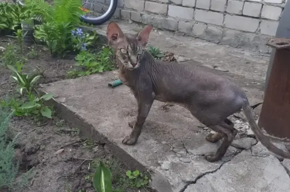 Найдена кошка в Подгорном, Воронеж