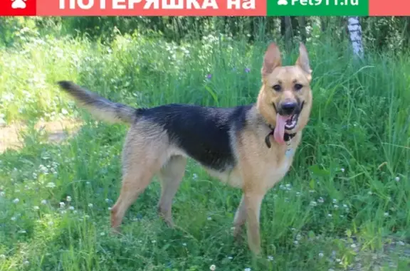 Пропала собака Дженни в Быково, Раменского района Московской области