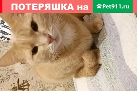 Пропала кошка по адресу Вокзальная 7, Павшино