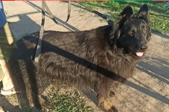 Найдена домашняя собака на Носовихинском шоссе, ищем хозяев