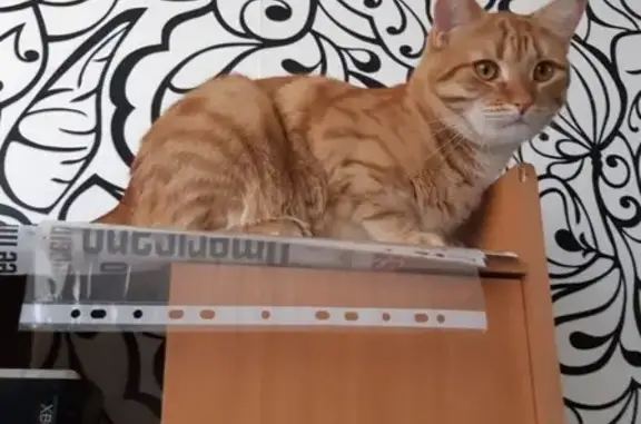 Кошки потеряшки, Сергиев Посад, фото: Потеряшка кошка Симба в Сергиевом Посаде.