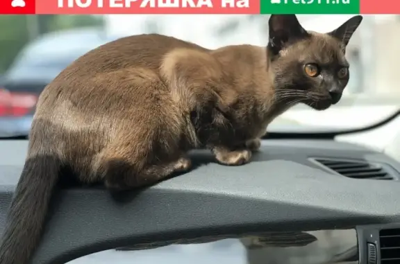 Пропала кошка породы бурма в Москве 23.05.21